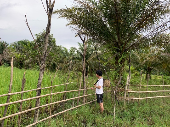 he Benawan people's fields are gradually being encroached upon by oil palm plantations / author